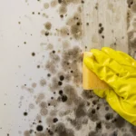 closeup female hand wearing yellow rubber gloves woman cleans mold from wall with antimicrobial spray scaled - Is Black Mold Poisonous? Symptoms, Causes, Health Risks & Removal - ETA Mold