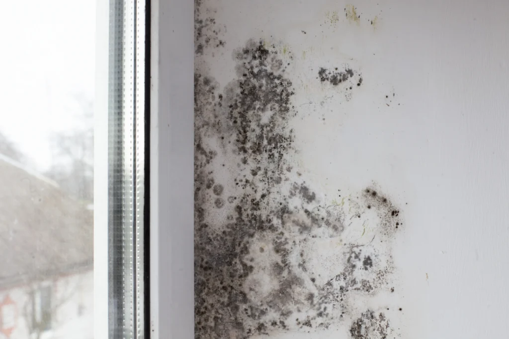 fungus wall near window black fungus covers white wall window - Is Black Mold Poisonous? Symptoms, Causes, Health Risks & Removal - ETA Mold