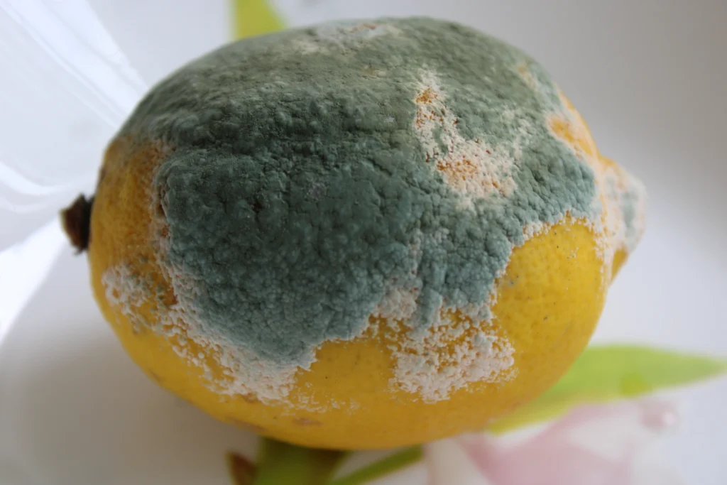 lemon with mold fresh lemon isolated white background moldy lemon plate - What Should I Do If I Accidentally Ate Mold? - ETA Mold