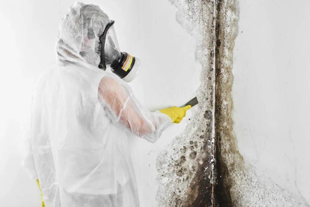 professional disinfector overalls processes walls from mold with spatula removal black fungus apartment house aspergillus - Is Black Mold Poisonous? Symptoms, Causes, Health Risks & Removal - ETA Mold