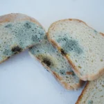sliced bread with fungal mold spoiled moldy inedible food closeup selective focus - What Should I Do If I Accidentally Ate Mold? - ETA Mold
