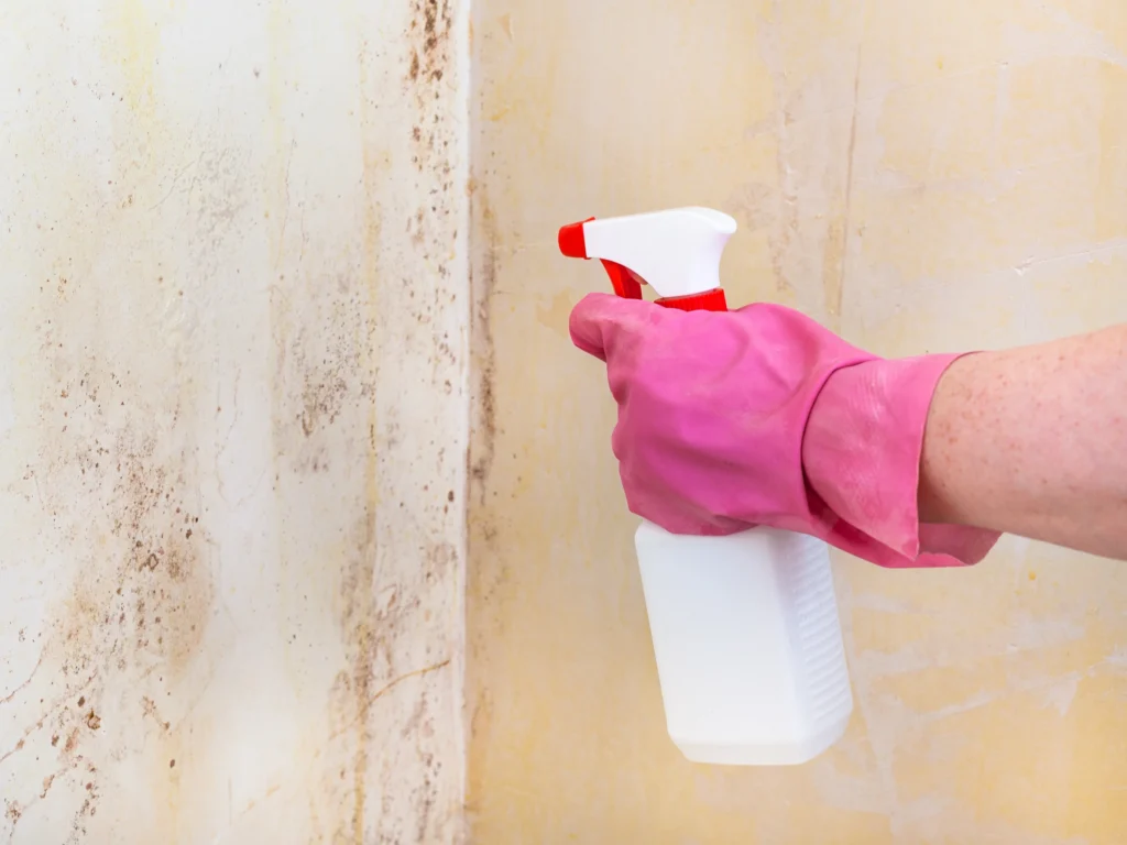 Hand spraying cleaner on moldy wall - How to Remove Mold From Drywall? A Complete Guide - Environmental Testing Agency