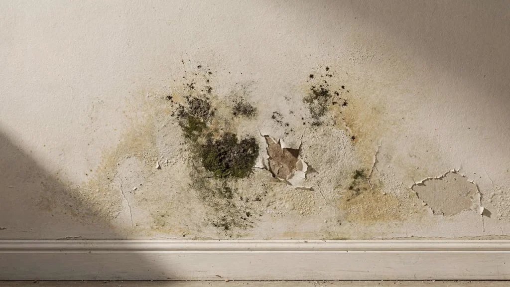 Moldy wall with peeling paint - How to Remove Mold From Drywall? A Complete Guide - Environmental Testing Agency