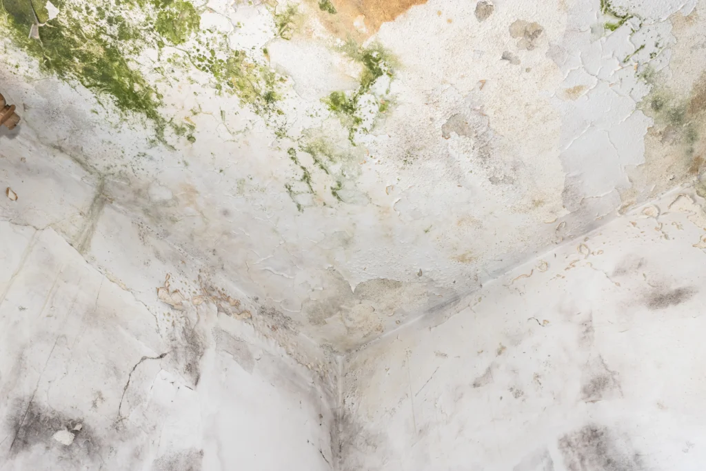 mold and damage on white wall and ceiling - How to Get Rid of Mold in Bathroom Ceiling?