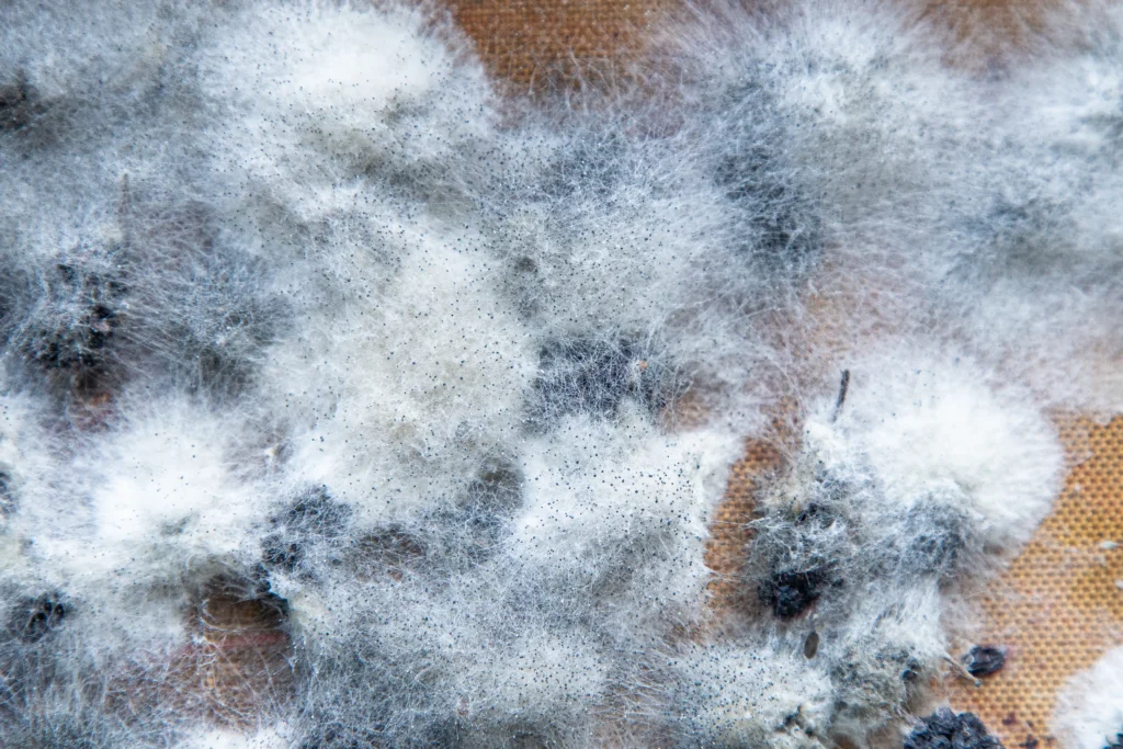 abstract close up of mold growth on surface - Is white mold harmful?