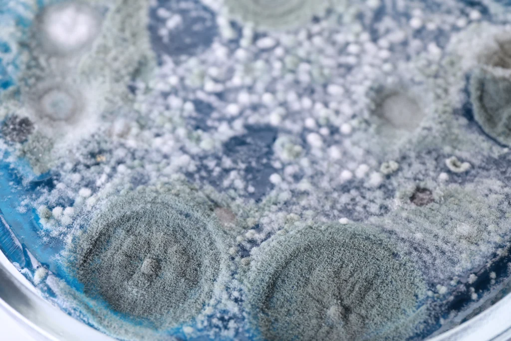 Carpet Mold 10 extreme close up of blue and grey mold in a petri - Can Mold Grow on Plastic? Causes, Prevention, and Removal