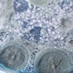extreme close up of blue and grey mold in a petri - Can Mold Grow on Plastic? Causes, Prevention, and Removal