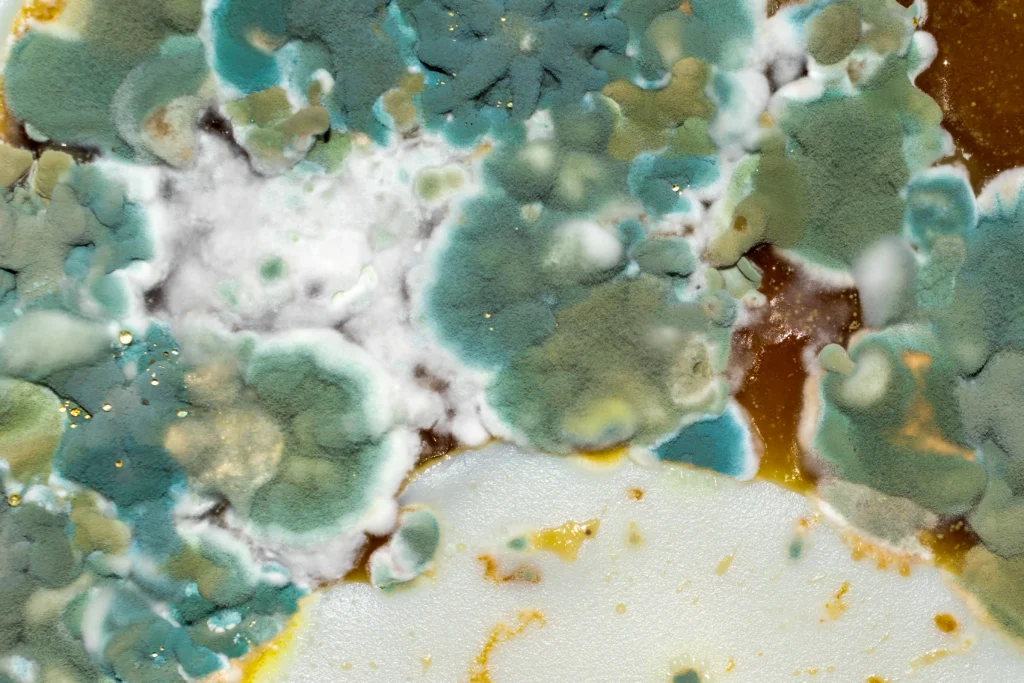 green and white mold macro - Can Mold Grow on Plastic? Causes, Prevention, and Removal
