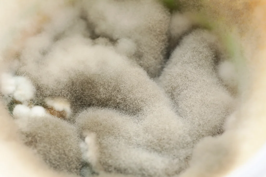 Residential Water Testing In Florida 2 mold fungus on food close up dangerous to health - Is white mold harmful?