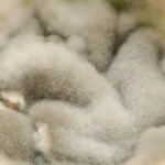 mold fungus on food close up dangerous to health - Is white mold harmful?