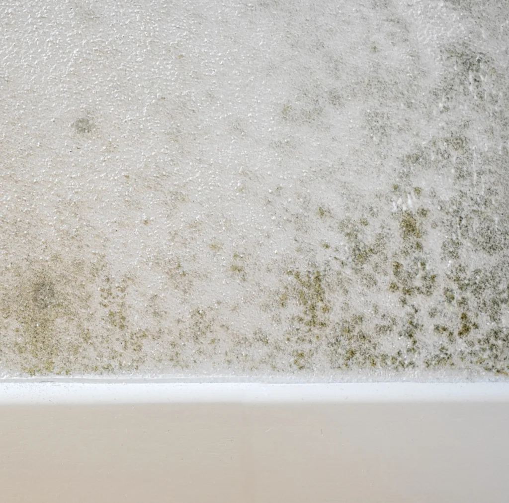 mold growing on a wall close up - Is white mold harmful?