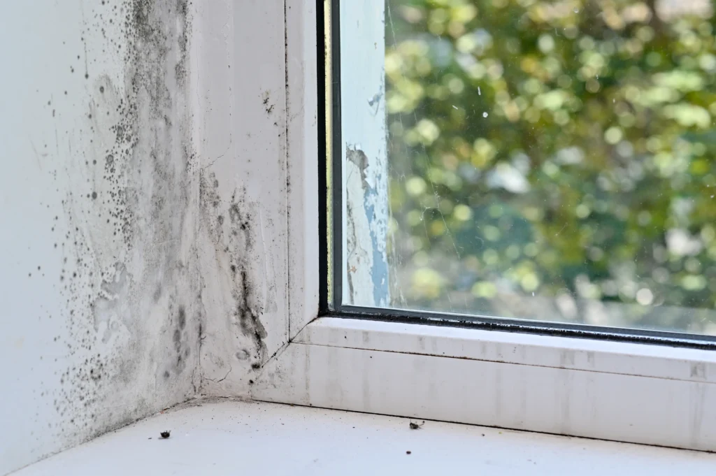 mold growth on wall near window - Does Sunlight Kill Mold?