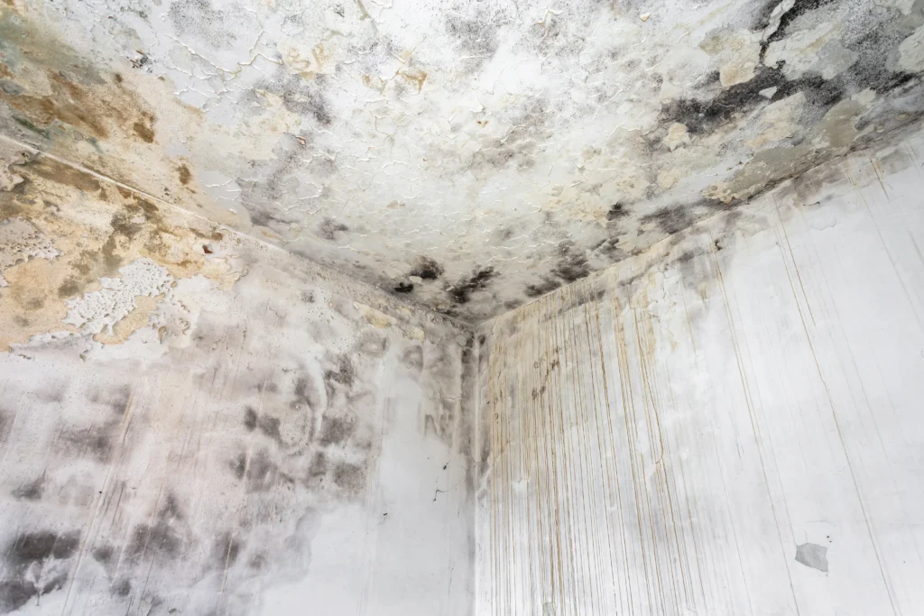 mold and water damage in a building - Can Mold Make You Sick?
