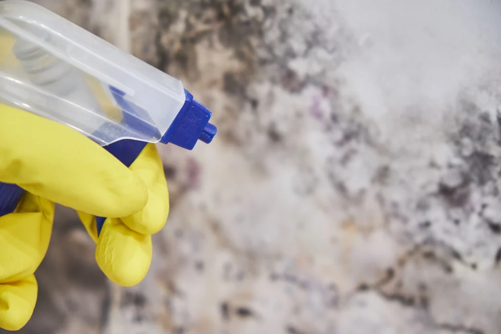 mold remediation with spray bottle and yellow glov - Does Lysol Kill Mold?