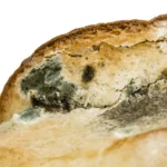 moldy bread close up isolated on white - What Happens If You Eat Mold? A Complete Guide