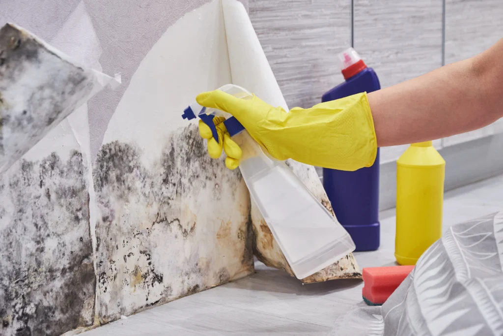 person cleaning mold with sprey bottle and gloves - Does Lysol Kill Mold?