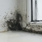 mold and moisture demage near a window - What Does Black Mold Do to You?