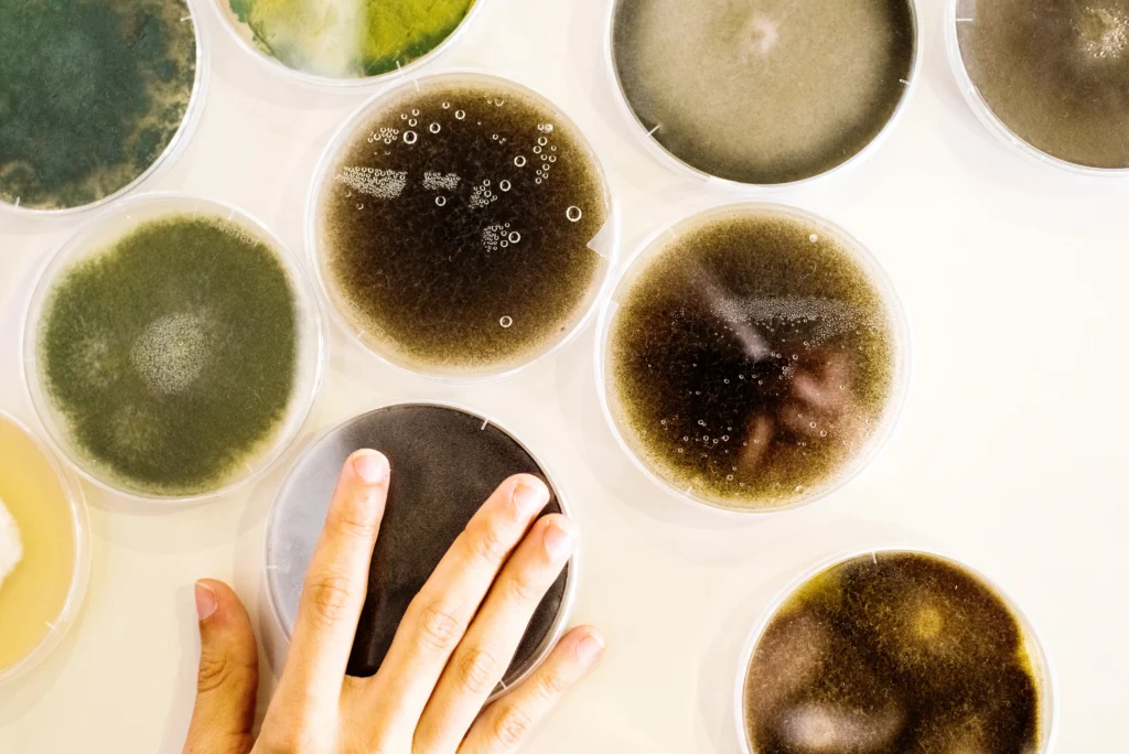 studying mold growth in petri dishes - What Does Black Mold Do to You?